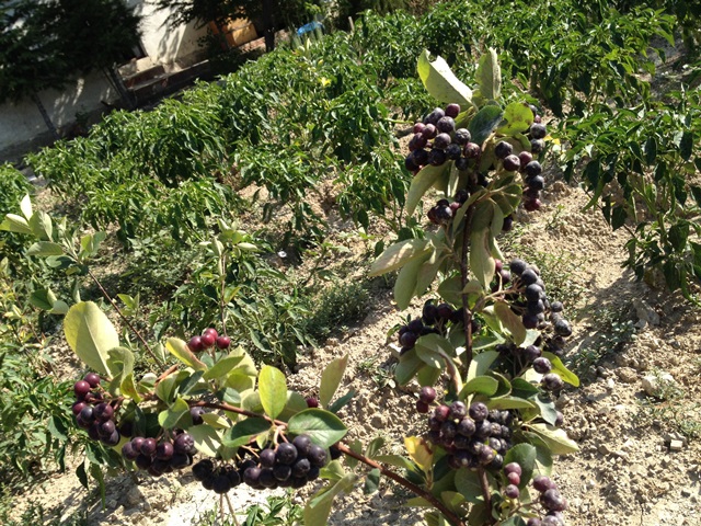 aronia fidesi
