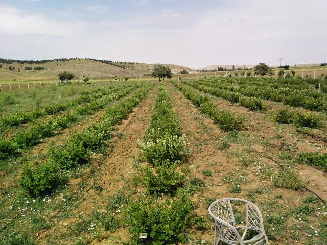 Satılık aronia Bitkisi